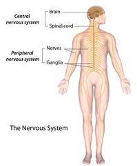 The nervous system: central and peripheral, labeled. 