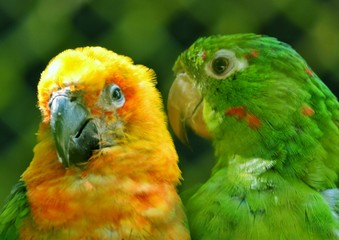 Pássaros da Amazônia Namorando