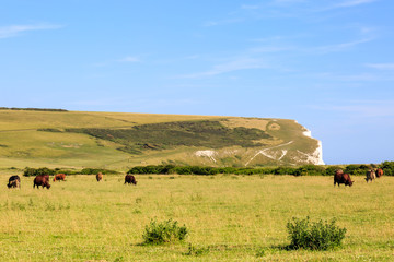 Cows Grazing near Cuckmere Haven.