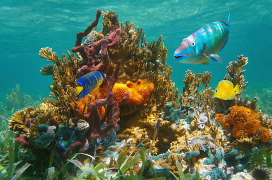 Colorful tropical marine life underwater with fish, coral and sponges, Atlantic ocean, Bahamas