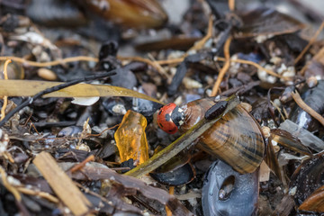 treibgut