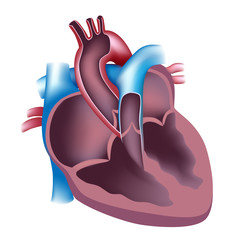 Heart cross section, unlabeled