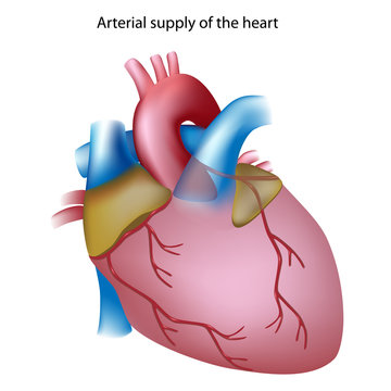 Coronary arteries of the heart, unlabeled