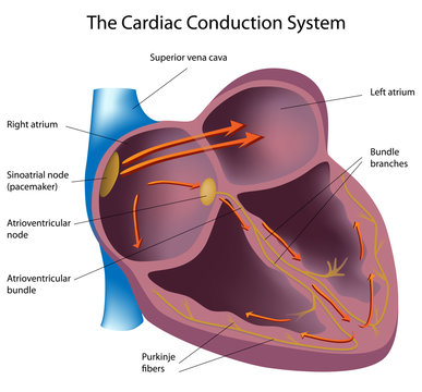 Electrical pathways of the heart, labeled. 