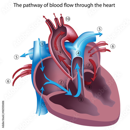 "Blood flow through the heart, unlabeled" Stock photo and ...