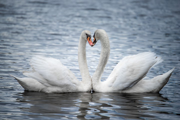 Courting Mute Swans