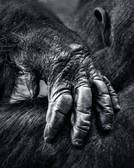 Gorilla Hand © Abeselom Zerit