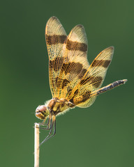 Halloween Pennant XIII