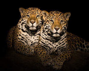 Fototapeta na wymiar Jaguar Pair V