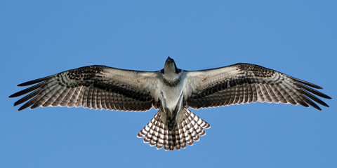 Osprey in Flight XX