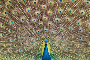 Fototapeta premium Peacock Plumage