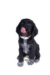 Puppy of Russian Spaniel sits and lickens. Isolated on white background