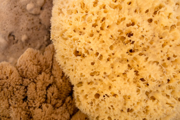 Natural sea sponges