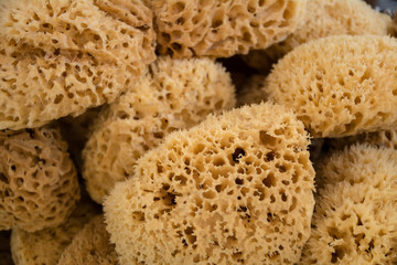 Natural sea sponges