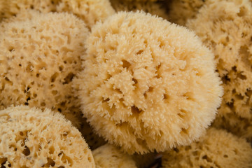 Natural sea sponges - 163504259