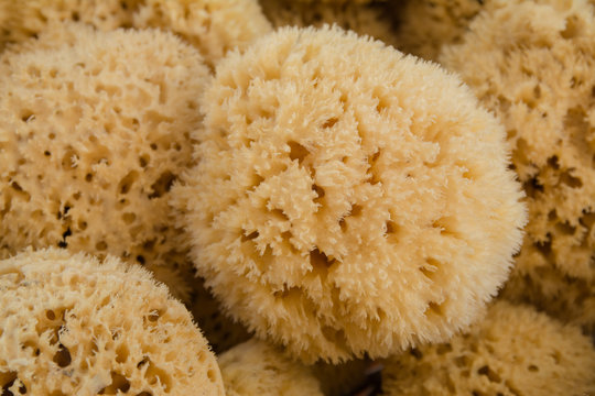 Natural Sea Sponges