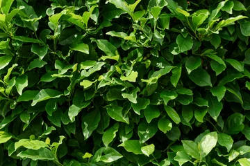 Crédence de cuisine en verre imprimé Magnolia Green bush background