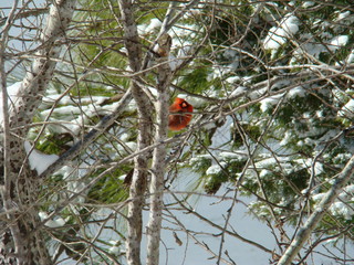 Cardinal in tree