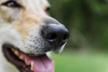 Dog nose close-up