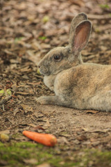 Rabbit and Carrot