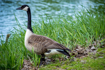 Goose looking to water
