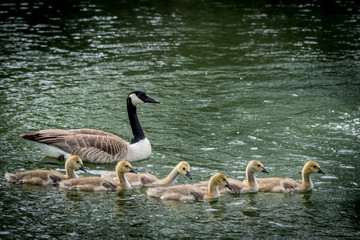 Family  of geese in water