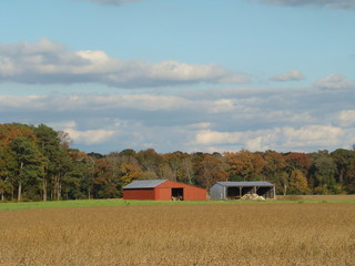 Barn in a dry corn field