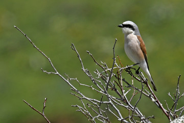 Neuntöter (Lanius collurio) Rotrückenwürger - Red-backed shrike