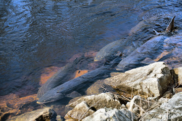 Sturgeon Spawning on Wolf River, Shiocton, WI