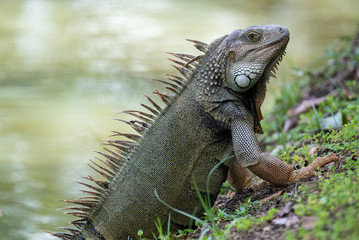 Im ready for my closeup! A Puerto Rican Iguana basks in the warm tropical sun next to a slow moving river