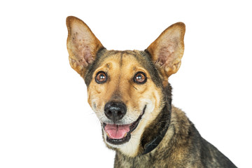 Naklejka na ściany i meble Happy Dog Smiling Isolated Closeup