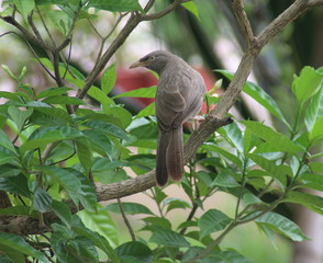 Yellow-billed Babbler, bird