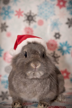 Santa has a new helper and he is hopping with joy about the oppertunity to help out. Short haired rabbit in santa hat