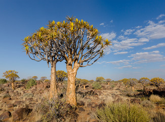 Quiver Tree Namibia