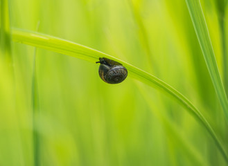 Snail on green grass background