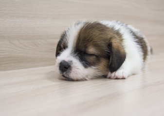 Sleeping puppy jack russel terrier 1 month old
