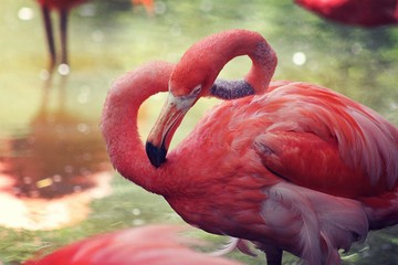 Beautiful pink flamingo near the pond in Florida nature 