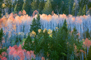 Obrazy na Szkle  Las z kolorowymi jesiennymi drzewami