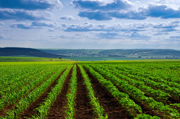 Fototapeta na wymiar corn shoots on field with blue sky