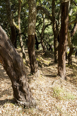 Cork oaks some year after collecting bark © Pawel Sidlo