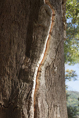 Cork oak bark - before collecting.  © Pawel Sidlo