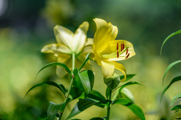 Obraz premium 初夏のユリ