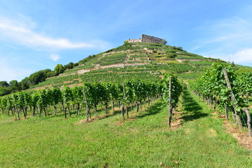 Fototapeta na wymiar Weinanbau Staufen im Breisgau 