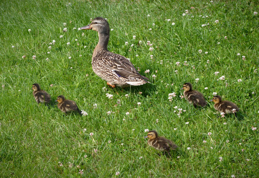 duck family young following mother mallard bird on grass