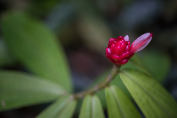 Obraz premium Red flower blossom with spiral pattern