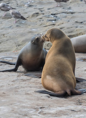 Two Sea Lions Greet Each Other
