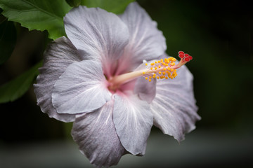 Purple grey hibiscus flower bloom close up