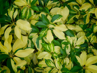 Green leaves background ,Concept of nature conservation..