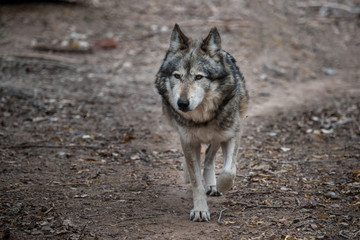 grey wolf walking on desert trail