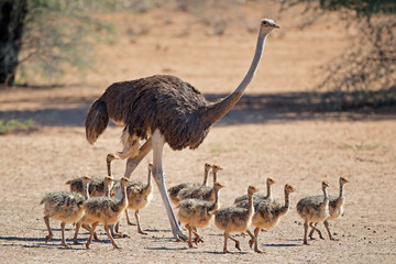 Female ostrich (Struthio camelus) with chicks, Kalahari desert, South Africa.